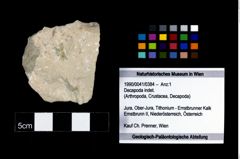 Foto (Objekt + Etikett) von Decapoda indet.  (NHMW-GEO-1990-0041-0384)